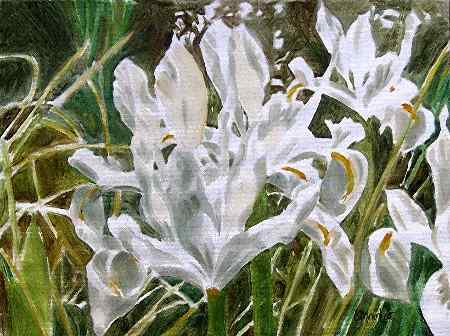 Iris